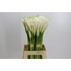 Zantedeschia Eydolls White