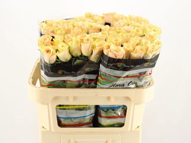 <h4>R GR PRIMAVERA</h4>