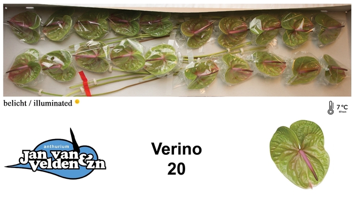 <h4>Anthurium Verino</h4>