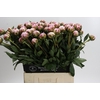 Paeonia Sarah Bernhardt