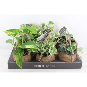 arr3 Kokoplant - Scindapsus mix