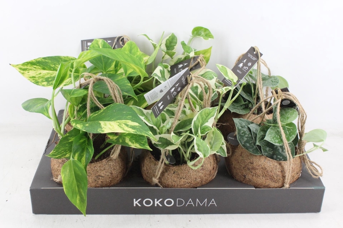 <h4>arr3 Kokoplant - Scindapsus mix</h4>