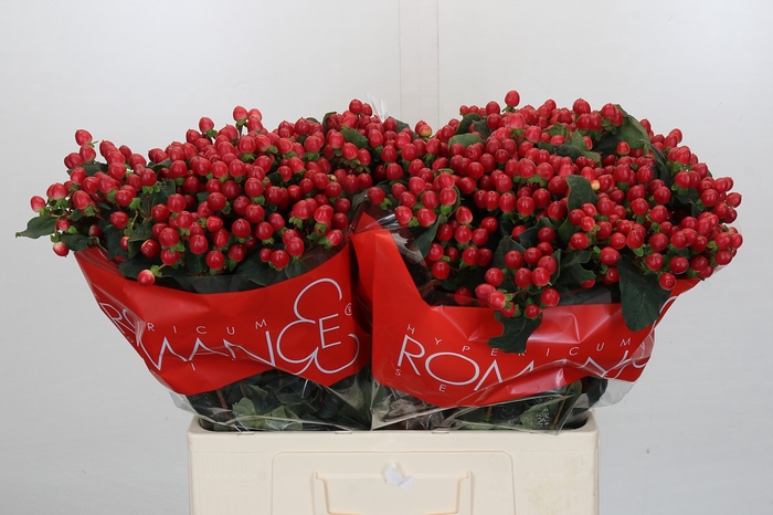 Hypericum True Romance