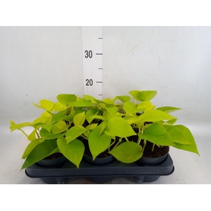 Epipremnum pinn. 'Golden Pothos'