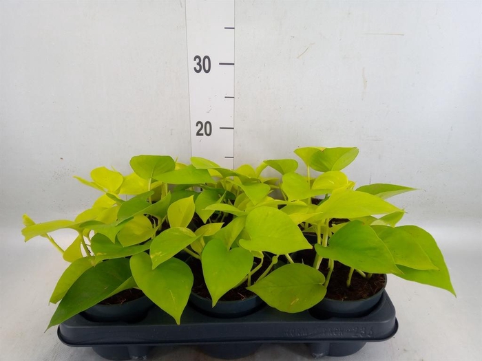 <h4>Epipremnum pinn. 'Golden Pothos'</h4>