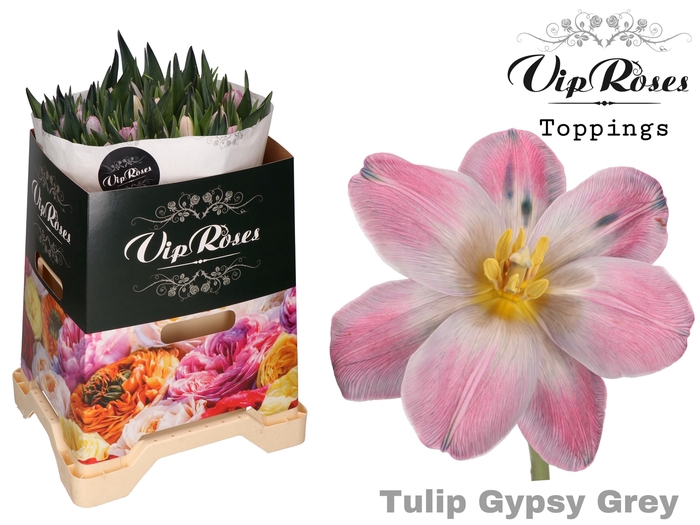 <h4>TU EN GYPSY GREY</h4>