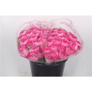 Ran.. Su Colorado Extra