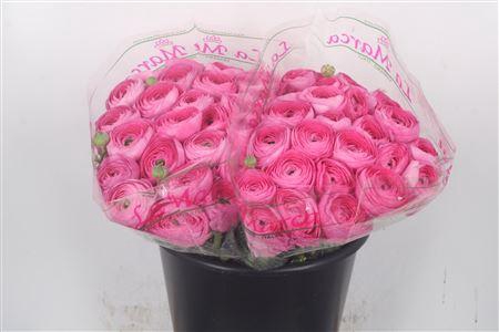 <h4>Ran.. Su Colorado Extra</h4>