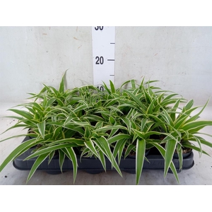 Chlorophytum com. 'Ocean'