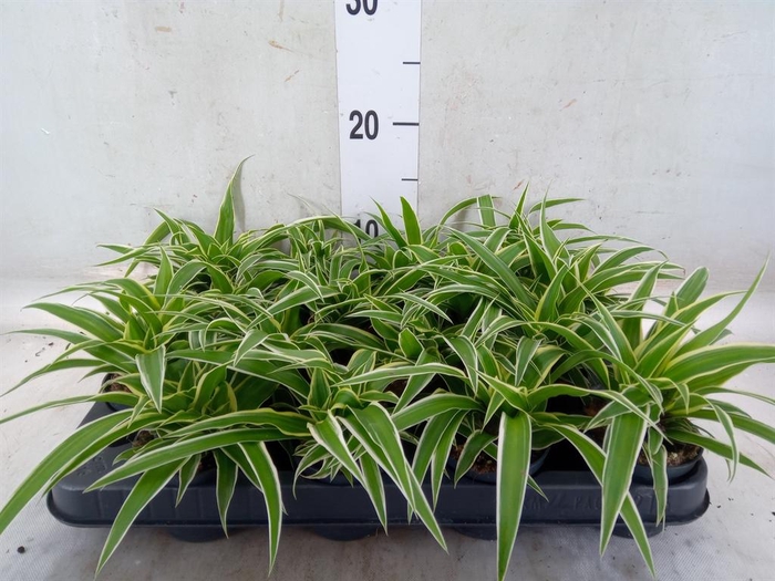 <h4>Chlorophytum com. 'Ocean'</h4>