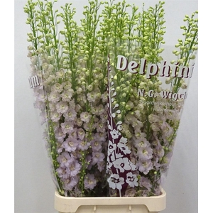 Delph Du Dewi Fame