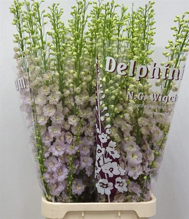 <h4>Delph Du Dewi Fame</h4>