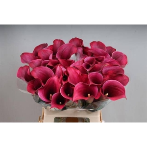 Calla Captain Promise