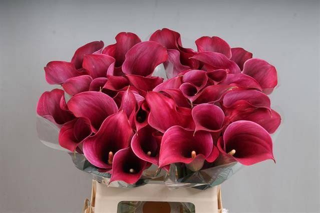 <h4>Calla Captain Promise</h4>