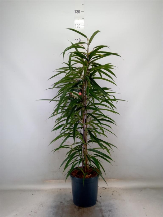 <h4>Ficus binn. 'Alii'</h4>