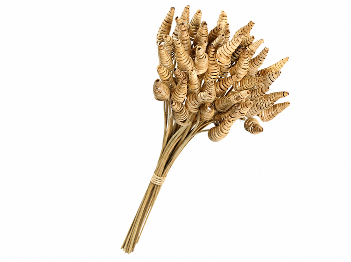 <h4>Dried Cane Cone</h4>
