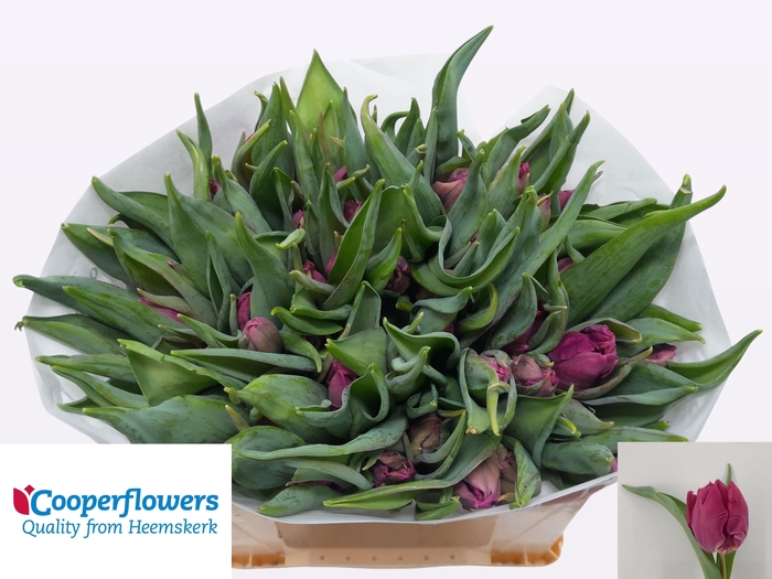 <h4>TU PA PARROT PRINCE</h4>