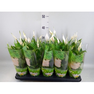 Spathiphyllum  'Alana'