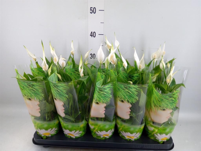 <h4>Spathiphyllum  'Alana'</h4>