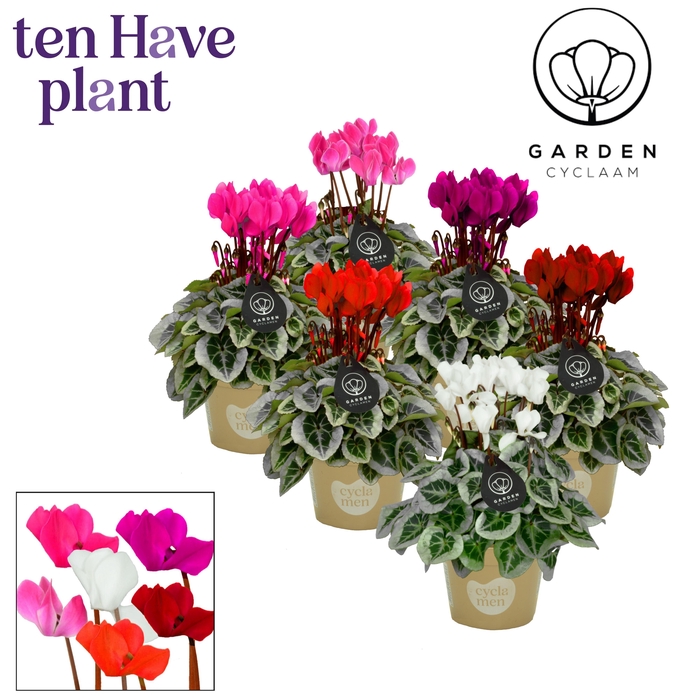 <h4>CYCL KL GARDEN</h4>