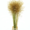 Stipa Gold