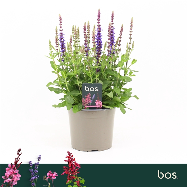 <h4>Salvia Nemorosa, Sensation Deep Blue</h4>