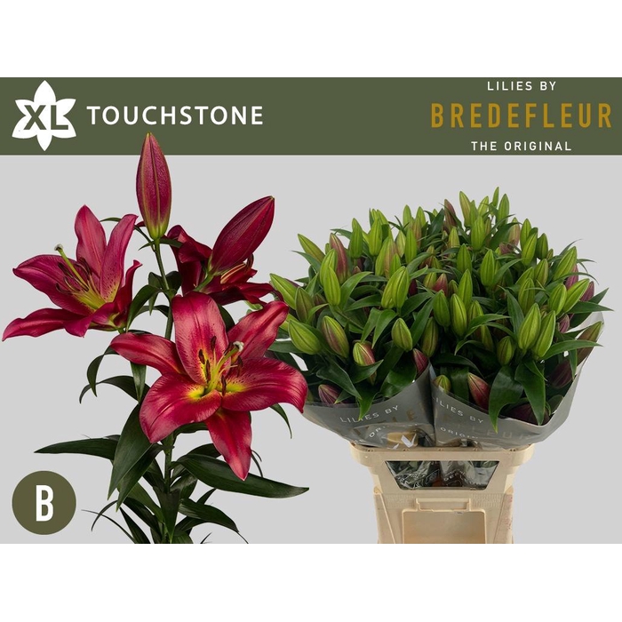 <h4>LI OT TOUCHSTONE</h4>