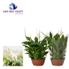 Spathiphyllum 17 cm Chopin blanco hoes