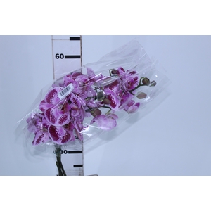 PHALAENOPSIS BICOLOR