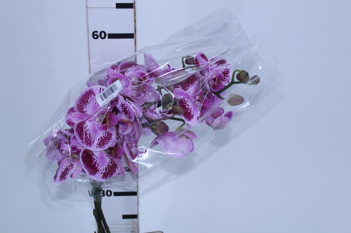 PHALAENOPSIS BICOLOR