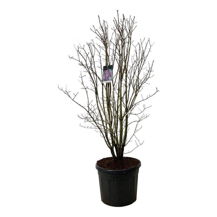 <h4>Syringa v. 'Charles Joly'</h4>