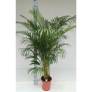 Dypsis Lutescens 20pp