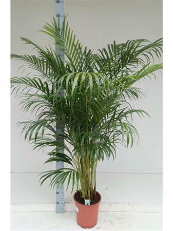 <h4>Dypsis Lutescens 20pp</h4>