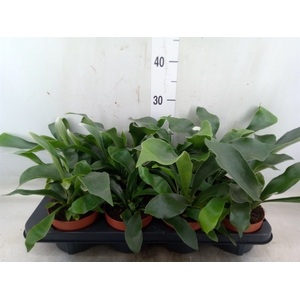 Platycerium bifurc. 'Netherlands'