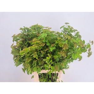 VIBURNUM OPULUS BLOEIEND