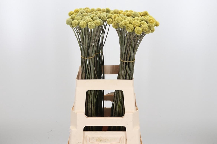 <h4>Craspedia - Md</h4>