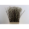 Salix Wilgenkatjes 70cm P Stem