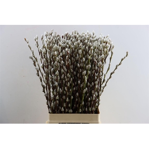 Salix Wilgenkatjes 70cm P Stem