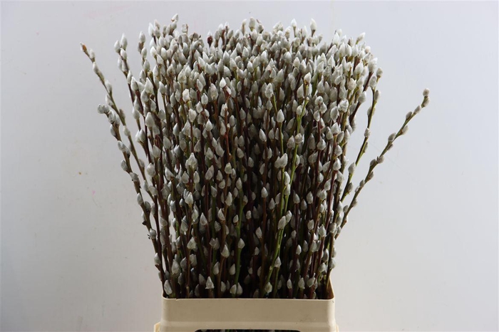 <h4>Salix Wilgenkatjes 70cm P Stem</h4>