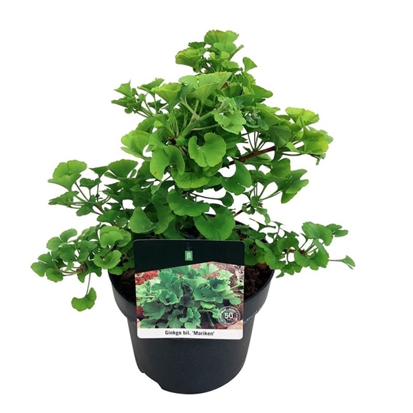 <h4>Ginkgo biloba 'Mariken'</h4>