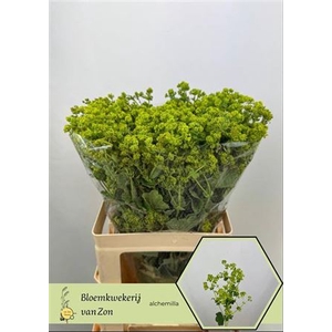 Alchem M Robustica