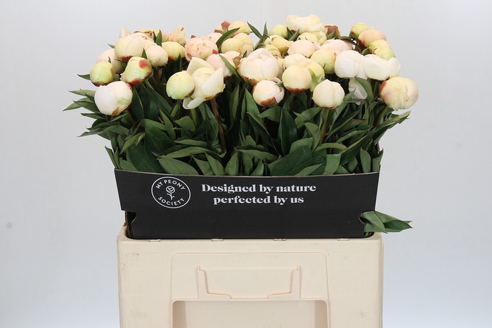 <h4>Paeonia Madame Claude Tain</h4>