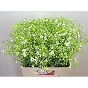 SAPONARIA OV