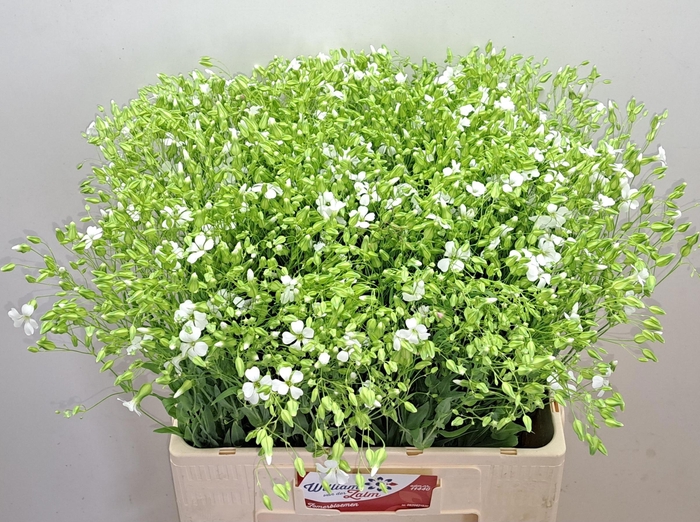 <h4>SAPONARIA OV</h4>
