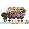 Kalanchoe blossfeldiana double Slate Purple