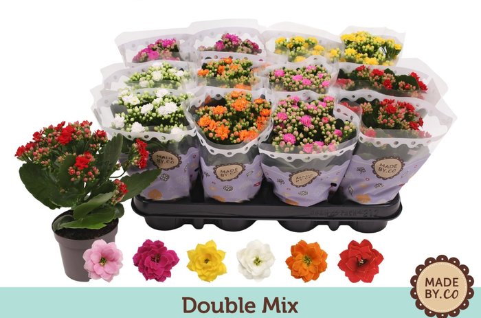 <h4>Kalanchoe blossfeldiana gevuld Slate Purple</h4>
