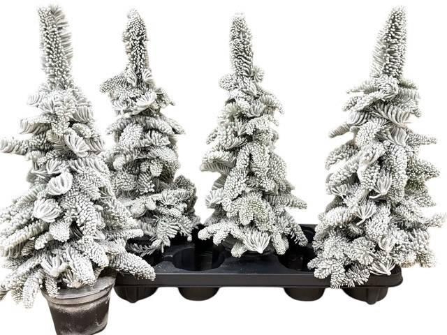 arr8 Sneeuwboom Parafine White