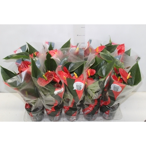 ANTHURIUM RED SUCCESS P12