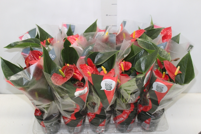 <h4>ANTHURIUM RED SUCCESS P12</h4>