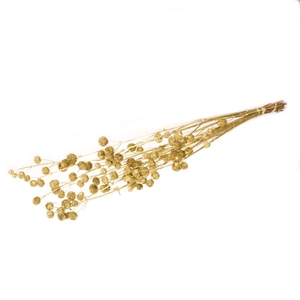 Calicarpa Gold